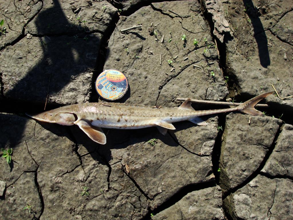 Sturgeon, Shovelnose